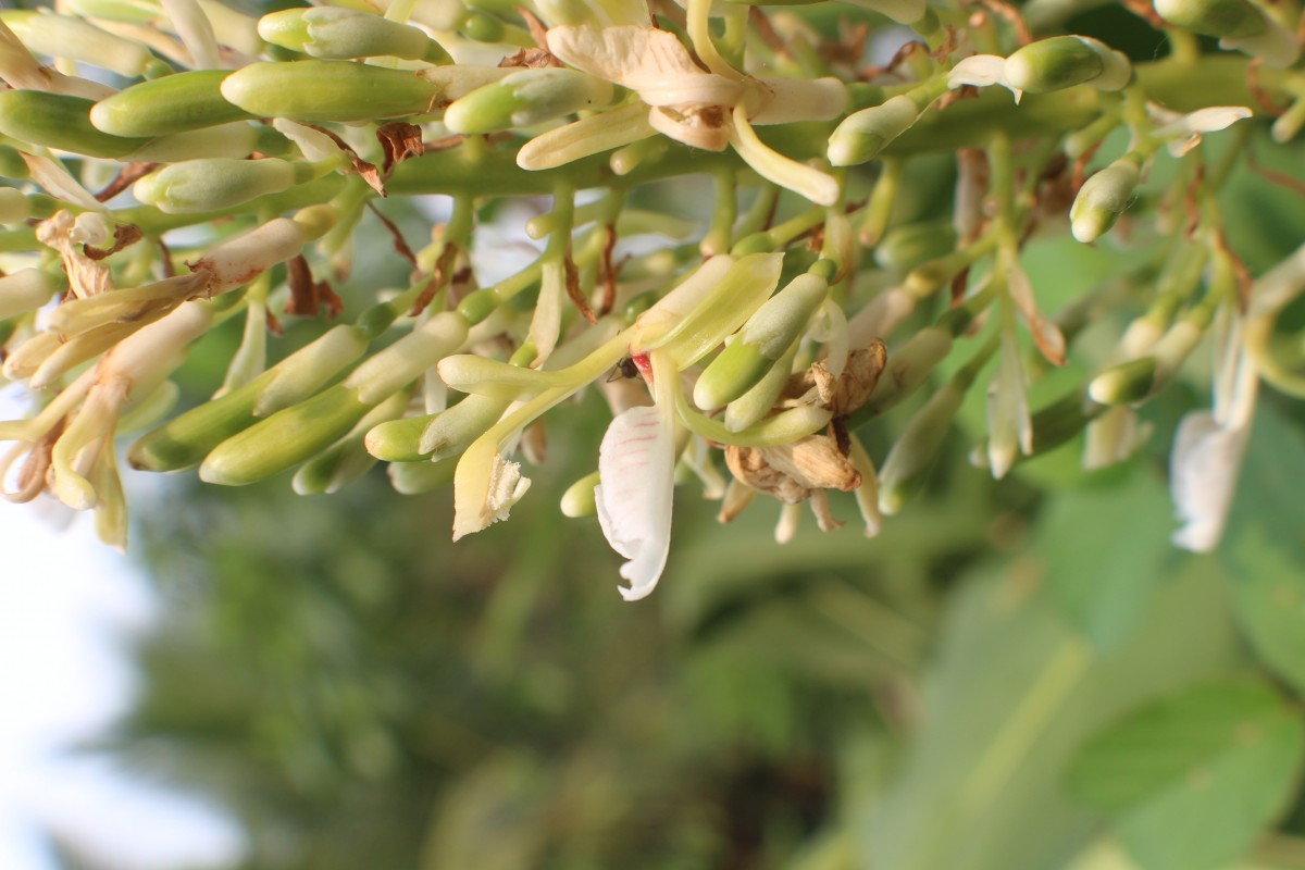 Alpinia galanga (L.) Willd.